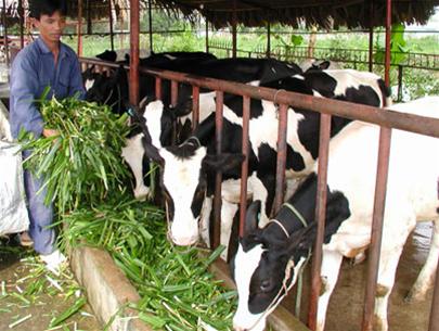 Nghe An receives 16,000 dairy cows from NZ